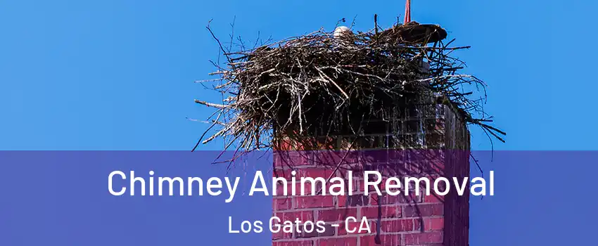 Chimney Animal Removal Los Gatos - CA