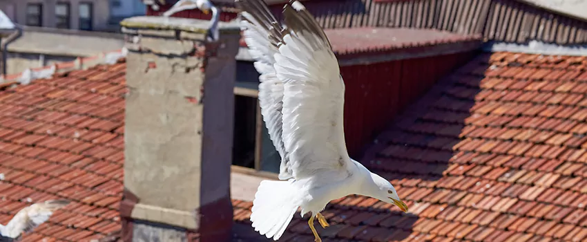 Residential Chimney Animal Removal Solution in Los Gatos, CA