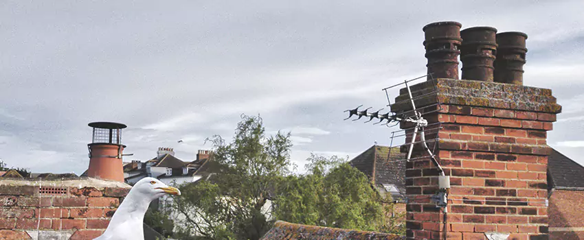 Chimney Cleaning And Restoration in Los Gatos, California